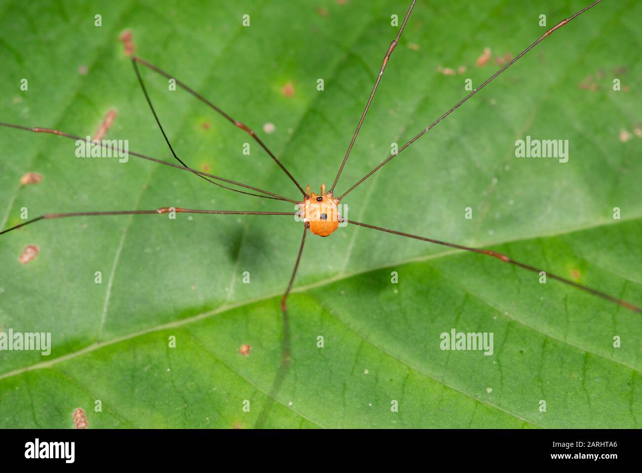 Opiliones Harvestmen Spider, Sinharaja, Sito Patrimonio Dell'Umanità, Sri Lanka Foto Stock