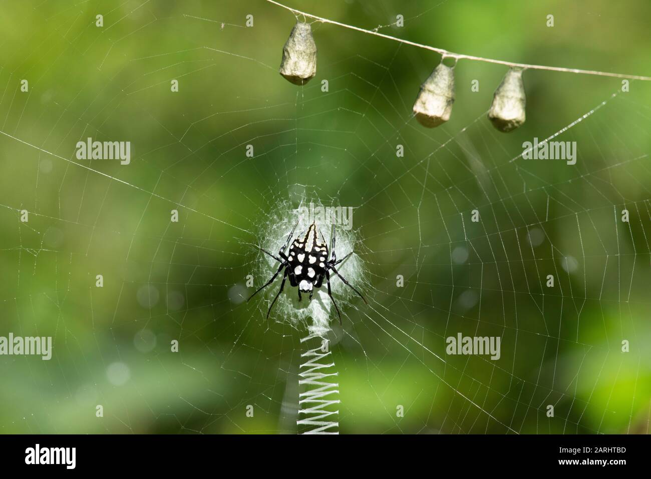 Pied Orb Weaving Spider, Neogea Nocticolor sul web, sacs uovo in cima alla cornice, Sinharaja Sito Patrimonio Mondiale dell'Umanità, Sri Lanka Foto Stock