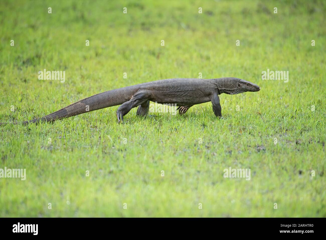 Bengala Monitor Lizard, Varanus Bengalensis, Parco Nazionale Di Wilpattu, Sri Lanka, Passeggiate Foto Stock
