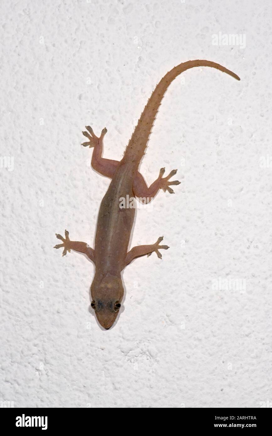 Asian House Gecko, Hemidactylus frenatus, sul muro, Sri Lanka Foto Stock
