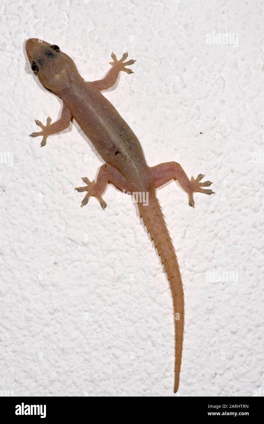 Asian House Gecko, Hemidactylus frenatus, sul muro, Sri Lanka Foto Stock