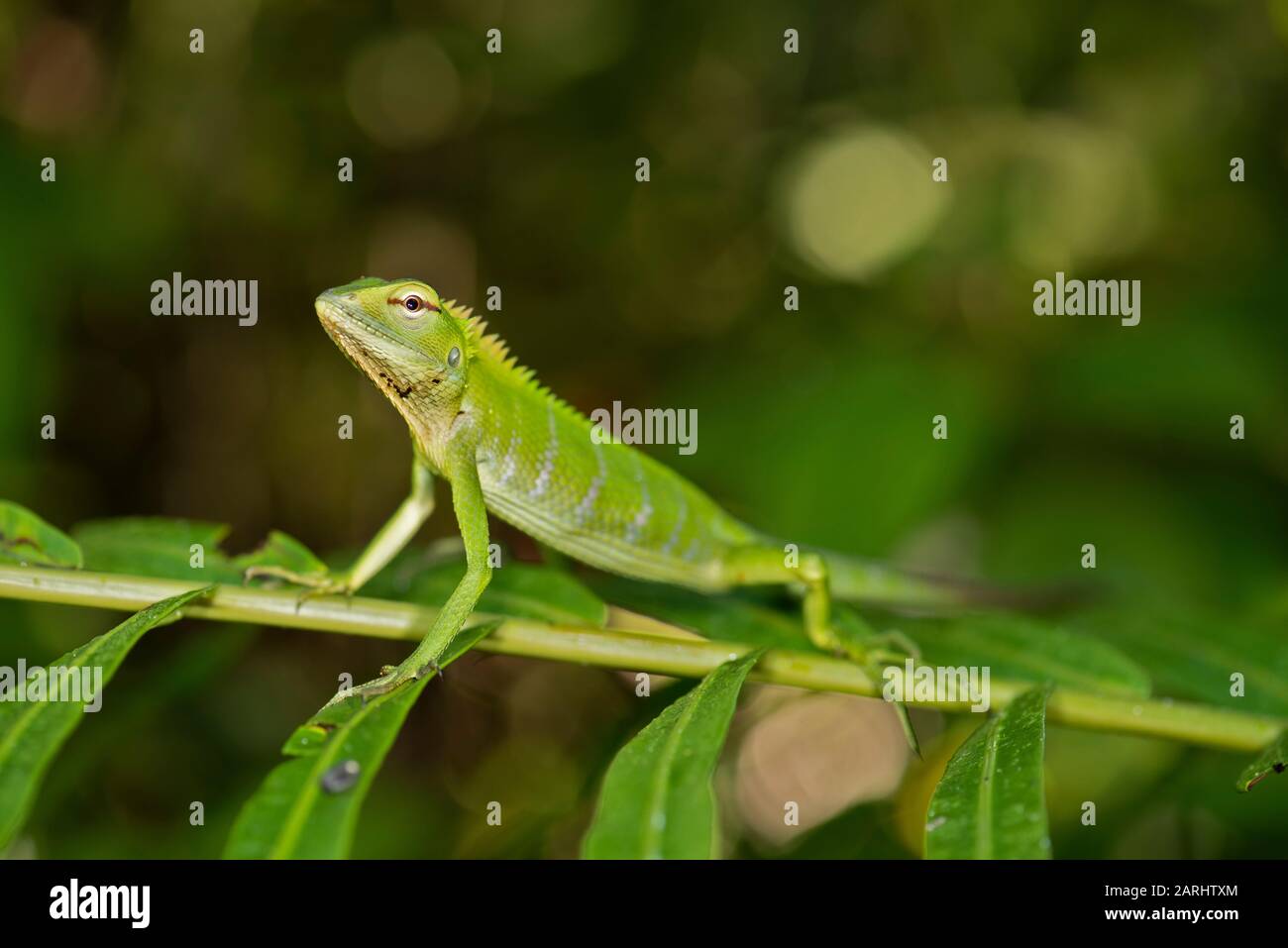 Common Green Forest Lizard, Calotes calotes, Sinharaja Sito Patrimonio Mondiale, Sri Lanka, aggrappato su arbusto nella foresta, primo piano Foto Stock