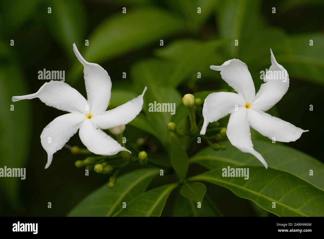 Pinwheel Flower, o Cravy Jasmine, o East India Rosebay e Nerone's Crown, Tabernaemontana divaricata, Ramsar Wetland, Sri Lanka Foto Stock