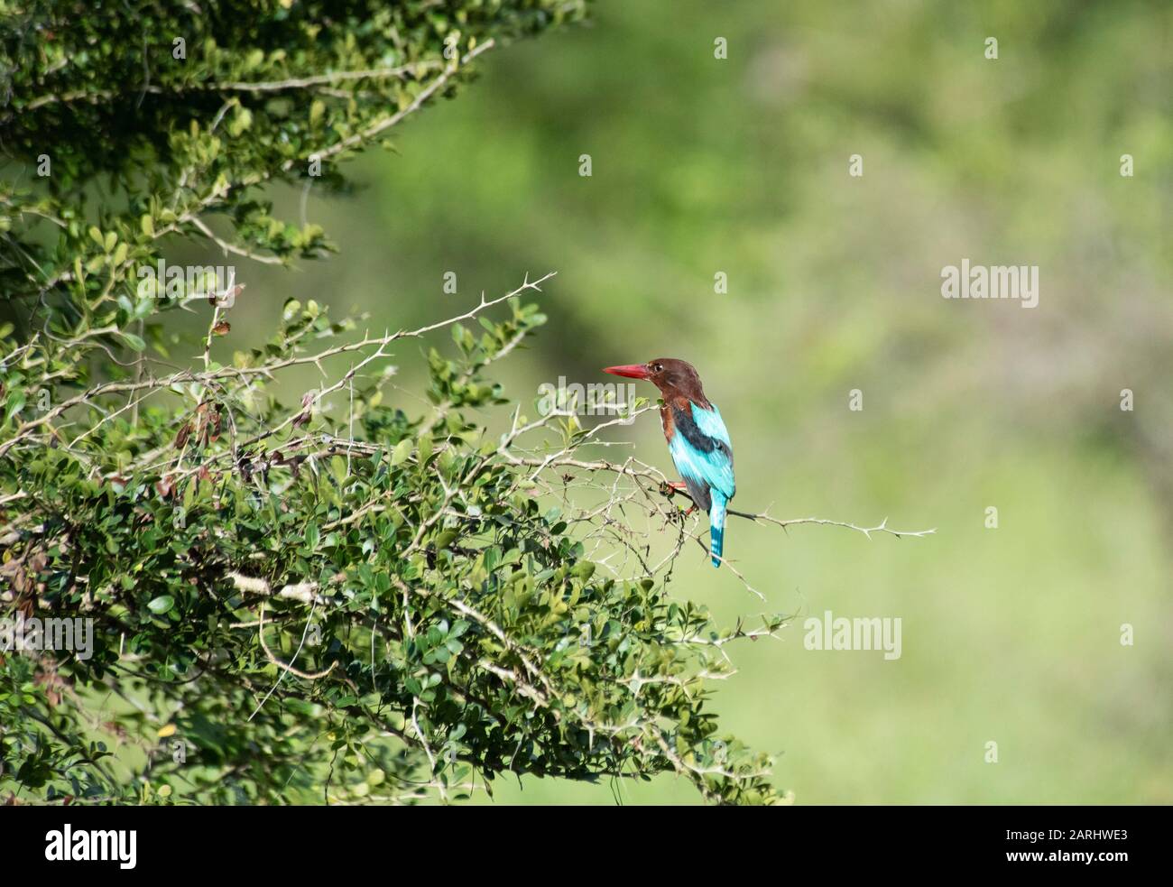 Kingfisher, Halcyon Smyrnensis, Ramsar Wetland, Sri Lanka Foto Stock