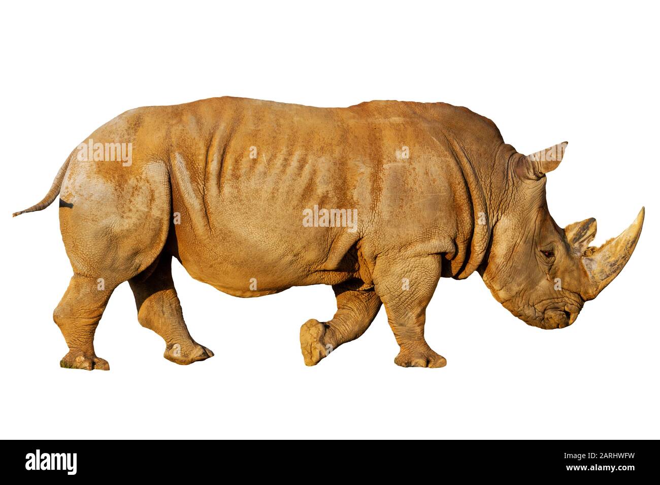 rhino isolato su sfondo bianco Foto Stock