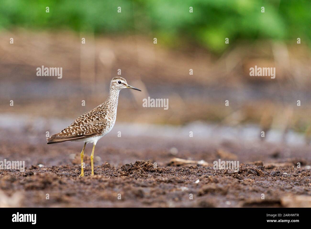 sandpiper si trova a terra in una palude Foto Stock