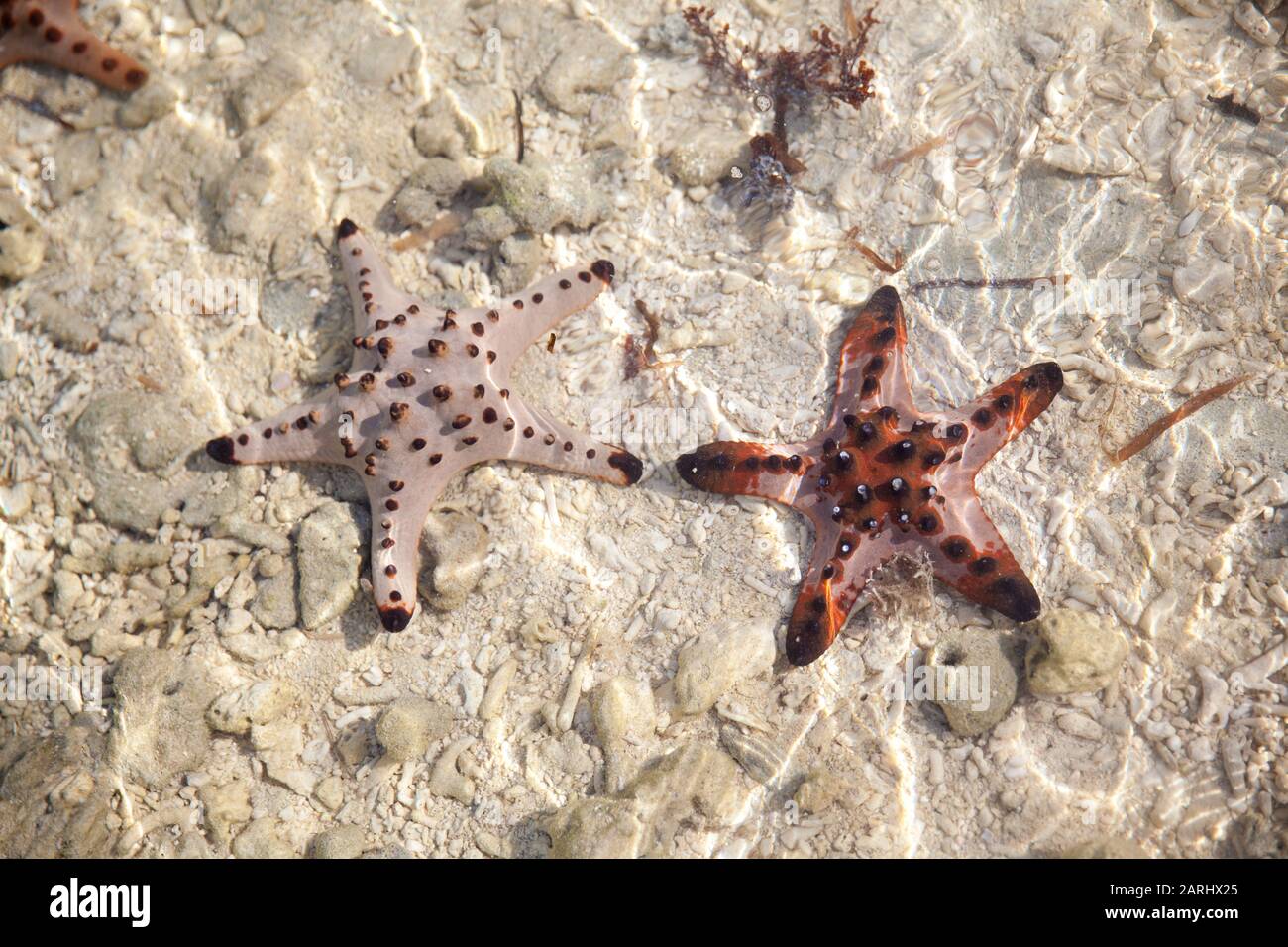 Fantastiche stelle colorate si trovano vicino alla spiaggia di sabbia bianca. Bella stella rossa in acque cristalline dell'oceano, concetto di viaggio sulla spiaggia tropicale di stelle marine, Bohol, Filippine. Foto Stock