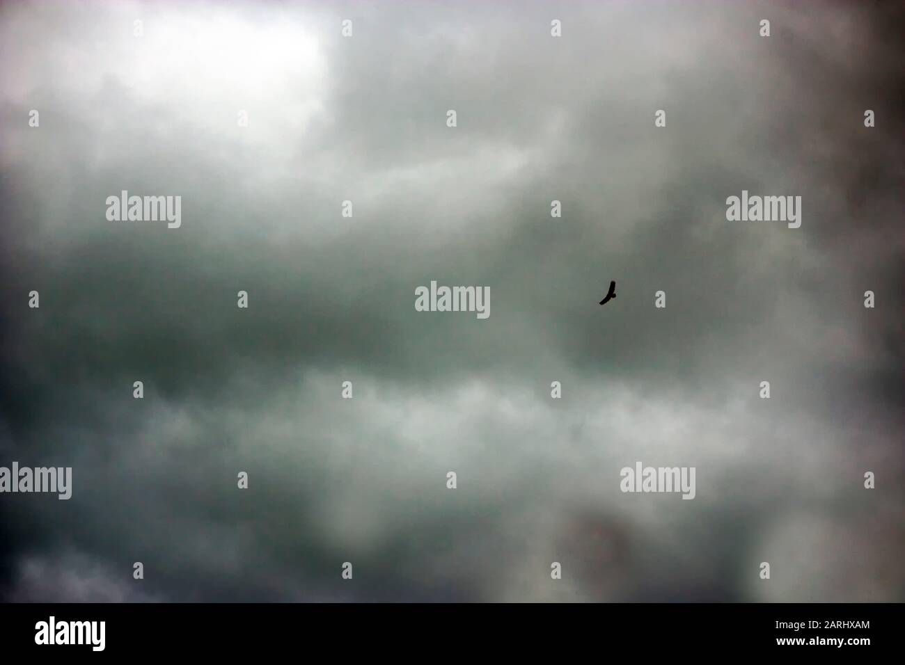 Un falco che si innalza su uno sfondo di nubi di tempesta arrabbiata Foto Stock