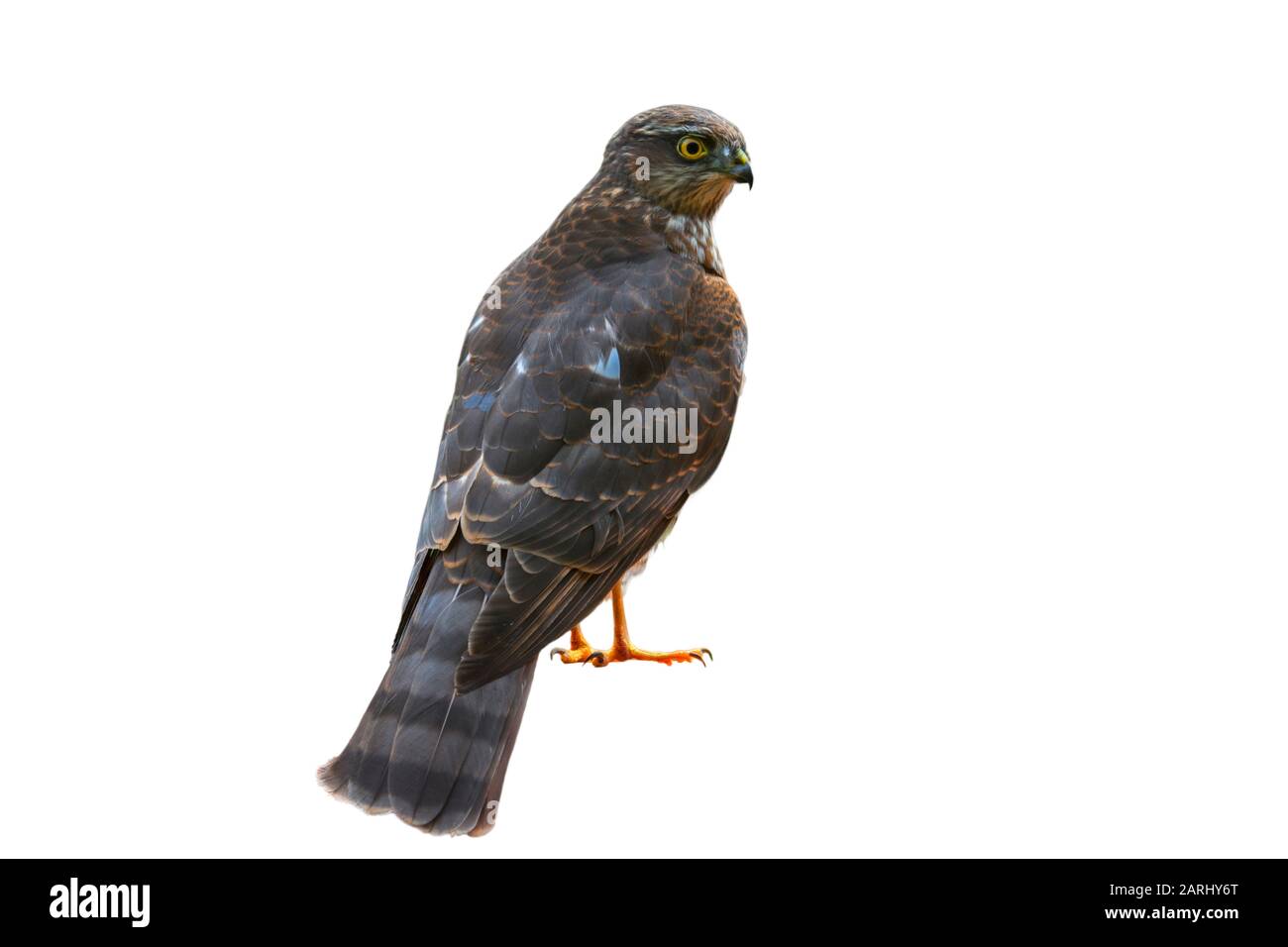 Sparrowhawk Eurasiano / sparrowhawk settentrionale (Accipiter nisus) su sfondo bianco Foto Stock