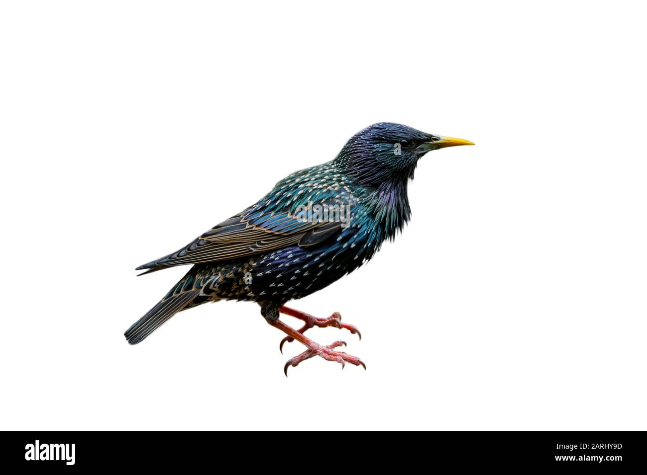 Starring comune / starring europeo (Sturnus vulgaris) su sfondo bianco Foto Stock