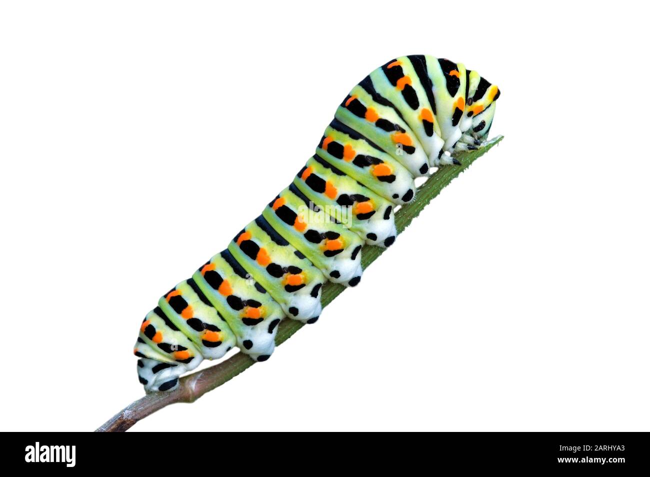 Caterpillar di comune giallo / a coda di rondine del Vecchio Mondo a farfalla a coda di rondine (Papilio machaon) alimentazione su impianto Foto Stock