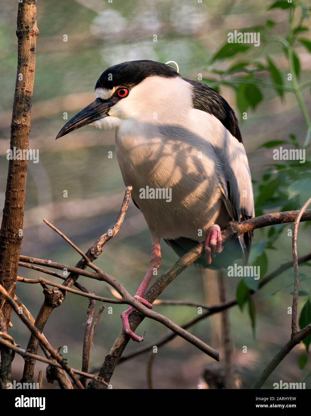 Black-coronato Night Heron uccello adulto primo piano appollaiato con bokeh sfondo, che mostra piume piumaggio, testa, becco, occhio, nei suoi dintorni e envi Foto Stock