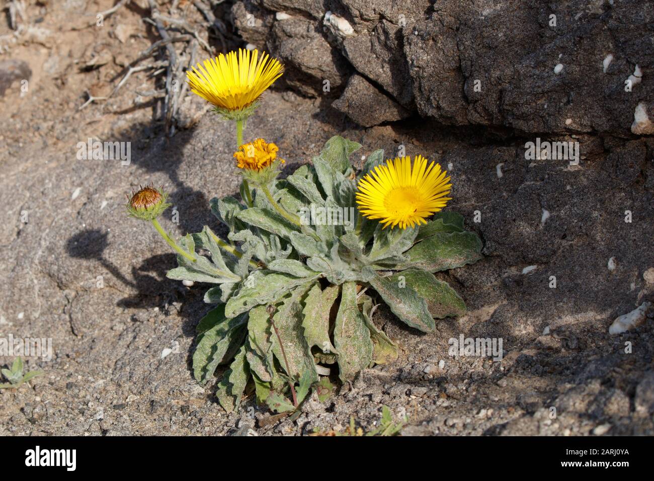 Pulicaria canariensis, specie endemiche delle canarie sull'isola di Lanzarote Foto Stock