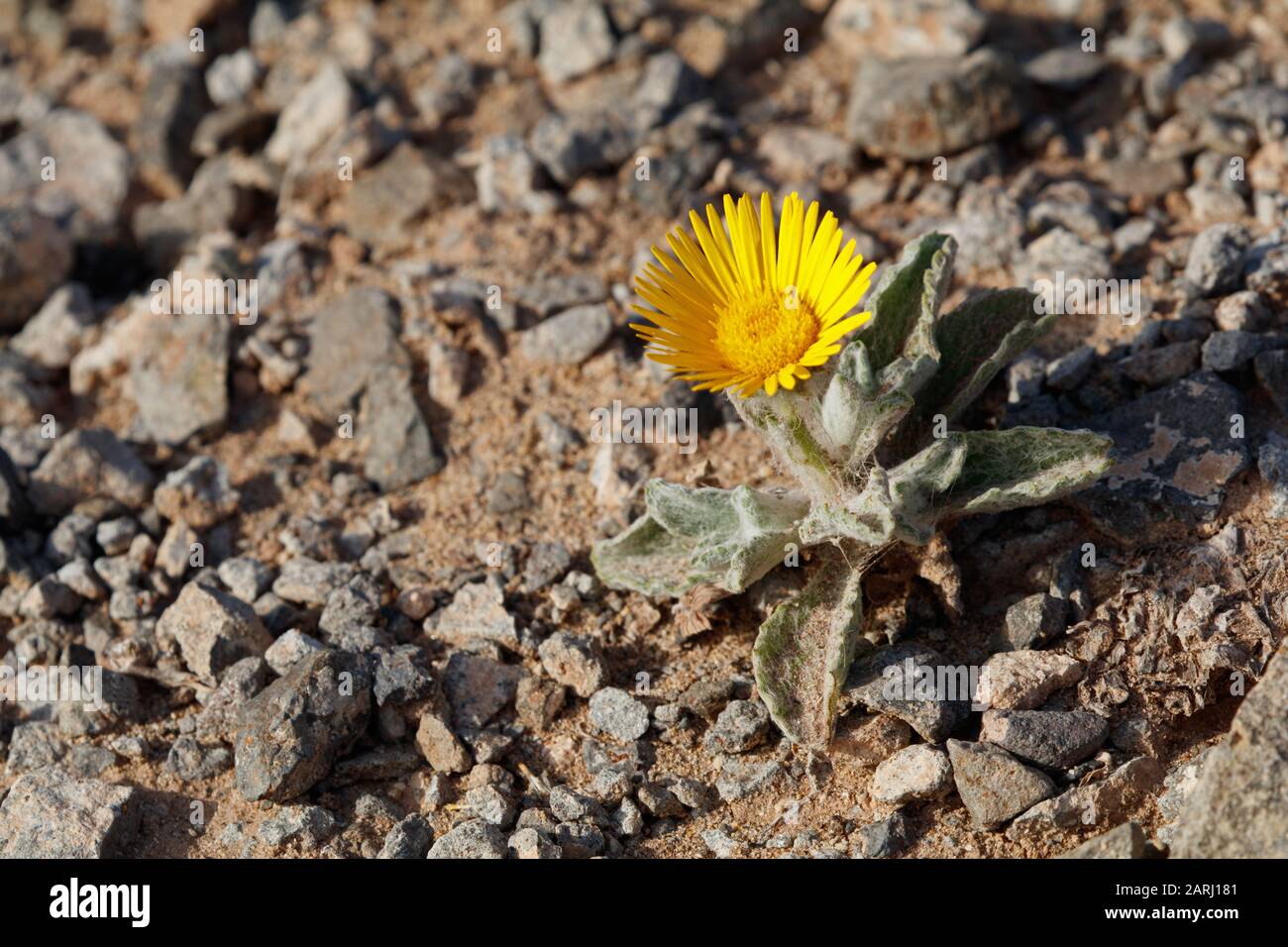 Pulicaria canariensis, specie endemiche delle canarie sull'isola di Lanzarote Foto Stock
