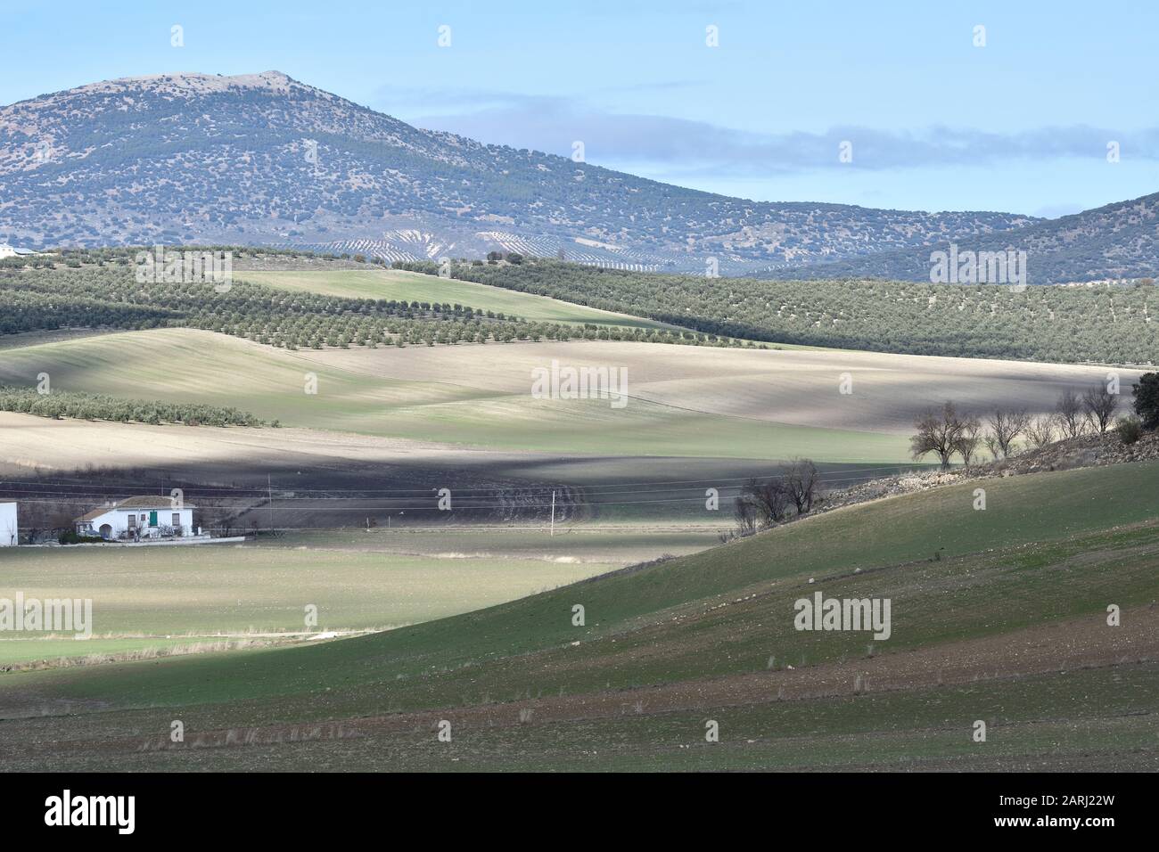 Paesaggio andaluso con casale bianco e colline di terra per la coltivazione con alcuni ulivi Foto Stock