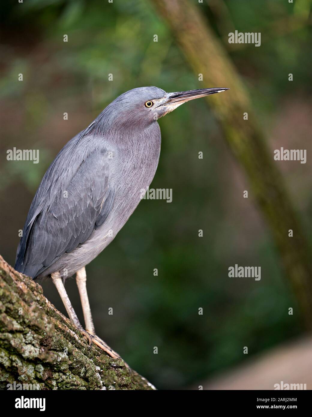 Little Blue Heron uccello primo piano vista profilo arroccato con piume blu, testa, becco, occhio, piumaggio, piedi con uno sfondo bokeh nel suo ambiente Foto Stock