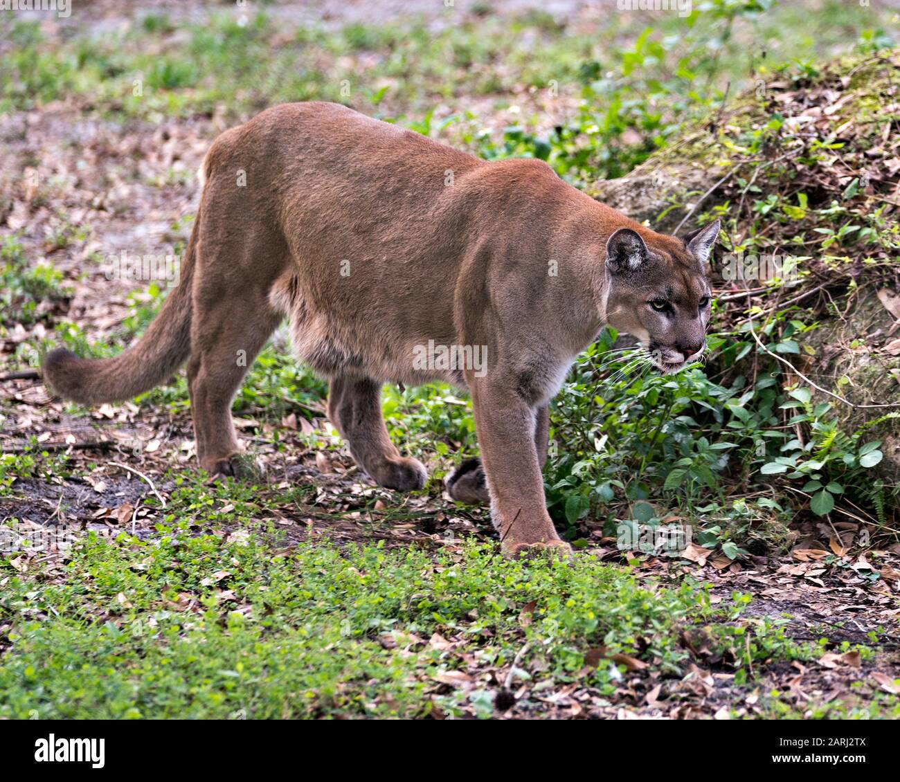 Panther animale primo piano profilo vista immagine camminando verso di voi con uno sfondo bokeh nel suo ambiente e dintorni. Foto Stock