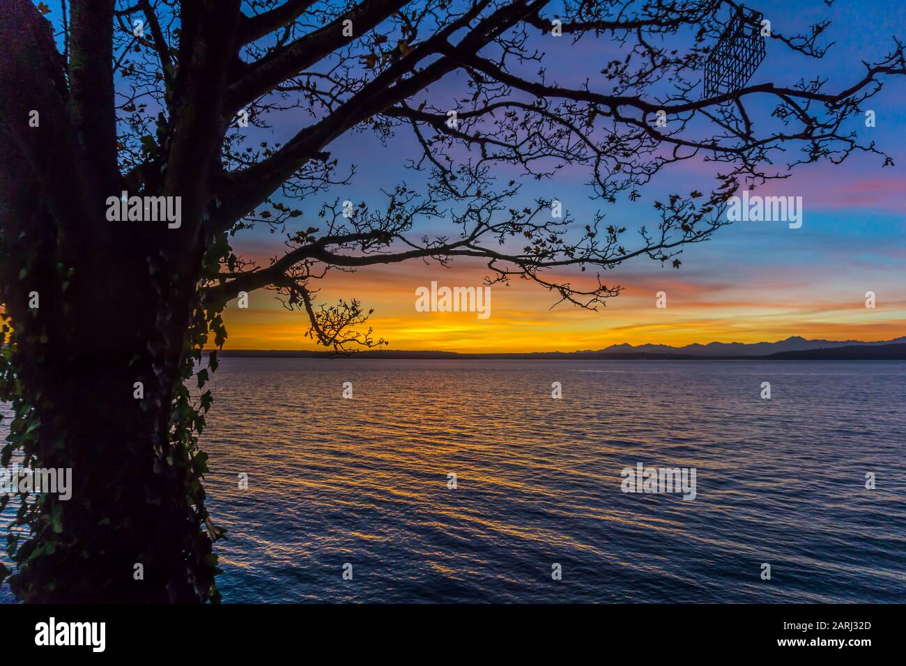 Un tramonto dietro un albero a West Seattle, Washington. Foto Stock