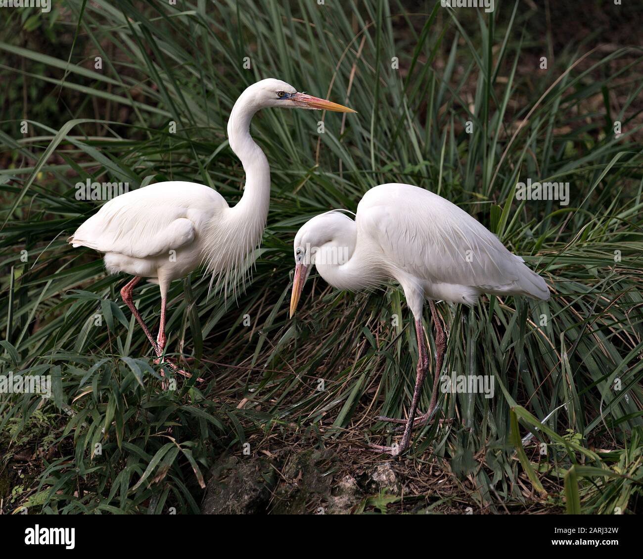 Il bianco Heron ama gli uccelli che si levano in piedi sulle ramificazioni nel loro ambiente e che circondano con una bella fogliame di fondo. Foto Stock