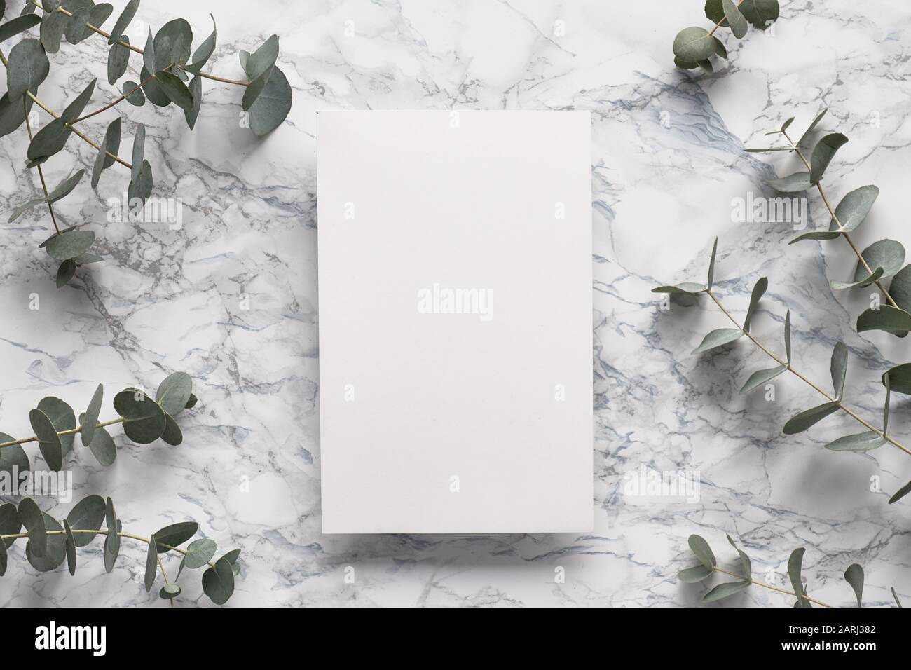 Ramoscelli di eucalipto su tavola di marmo con pagina di carta bianca. Bella astratto sfondo floreale. Appartamento, vista dall'alto, eucalipto su marmo grigio bianco, piatto Foto Stock