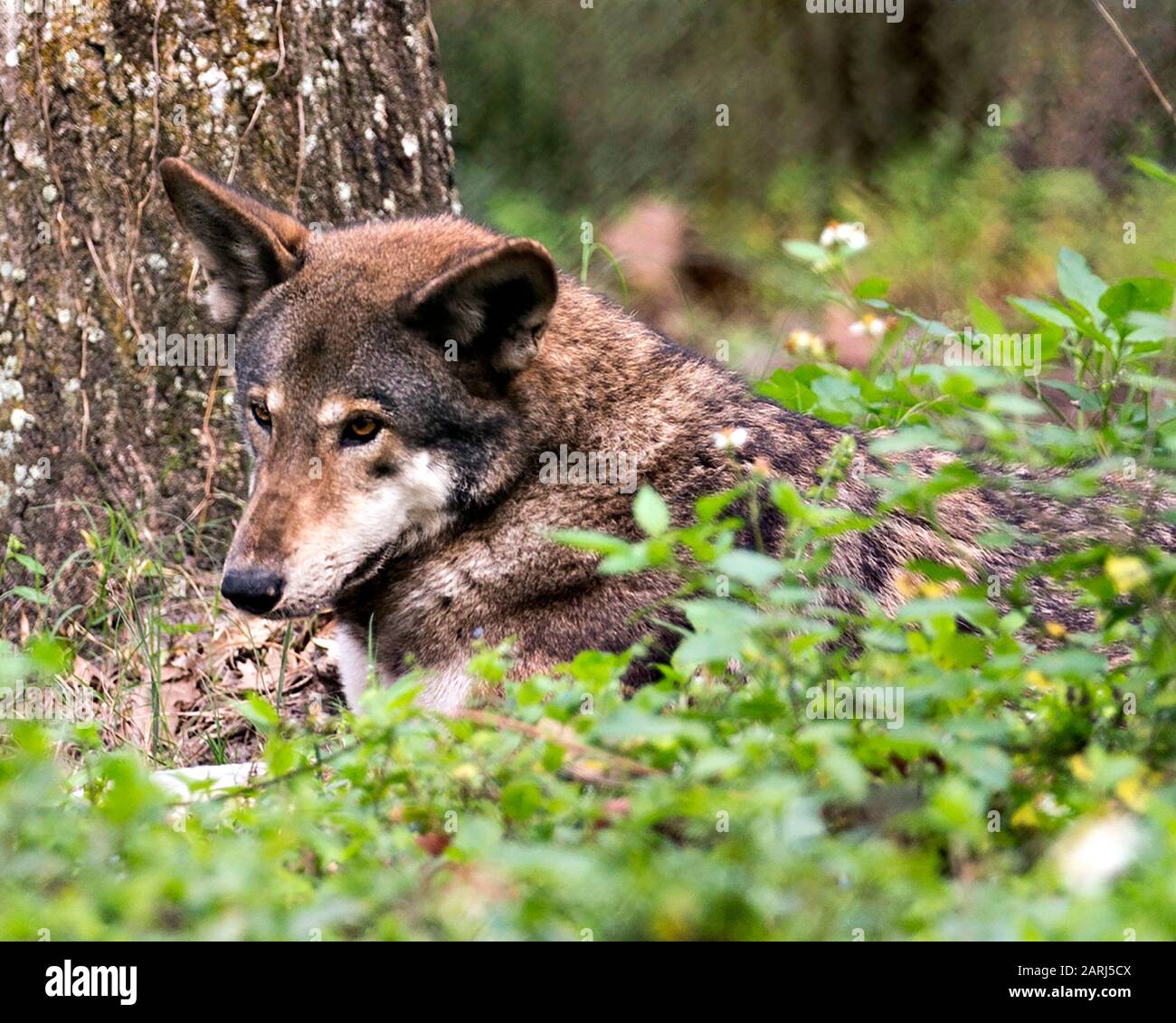 Wolf Red Wolf testa primo piano vista profilo riposante nel campo con sfondo bokeh e fogliame primo piano con pelliccia marrone, testa, orecchie, occhi, nos Foto Stock