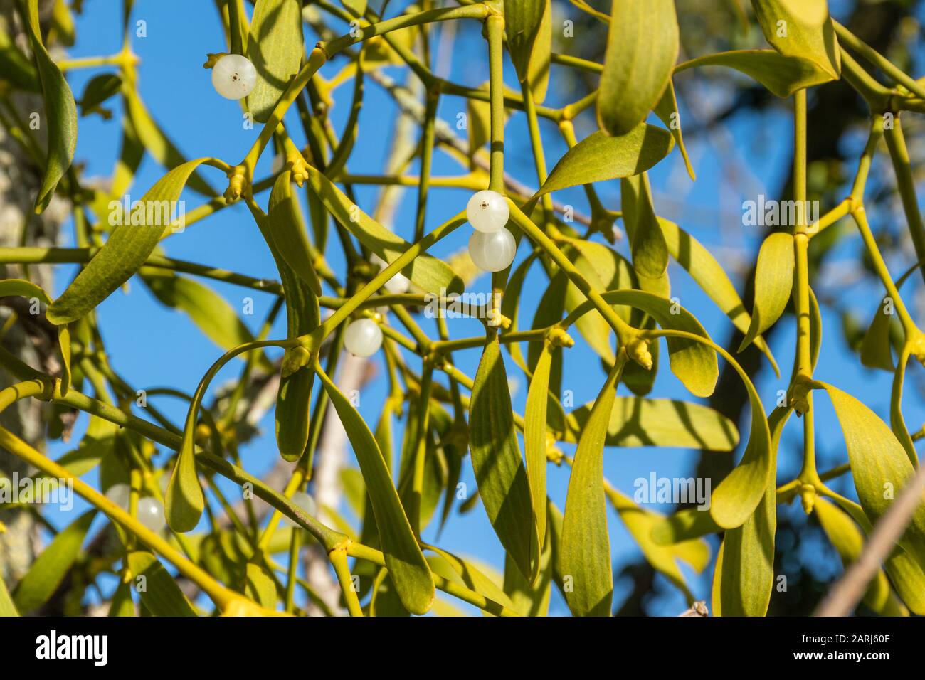 Mistletoe (album di Viscum) su un albero durante l'inverno - primo piano con bacche bianche Foto Stock