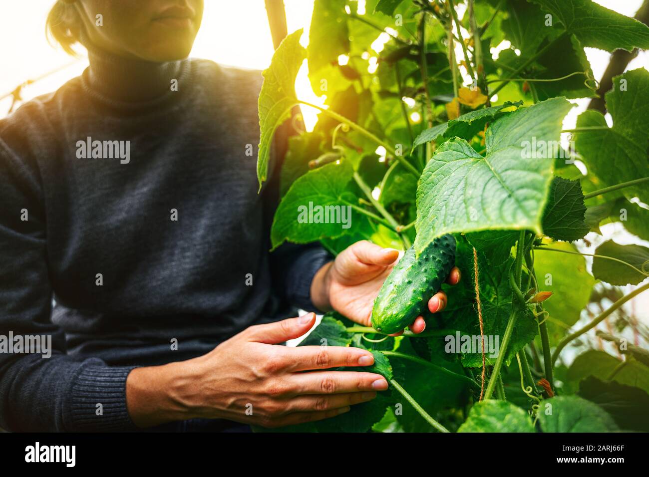 Donna che si prende cura di cetrioli crescenti in una serra. Concetto di raccolta Foto Stock