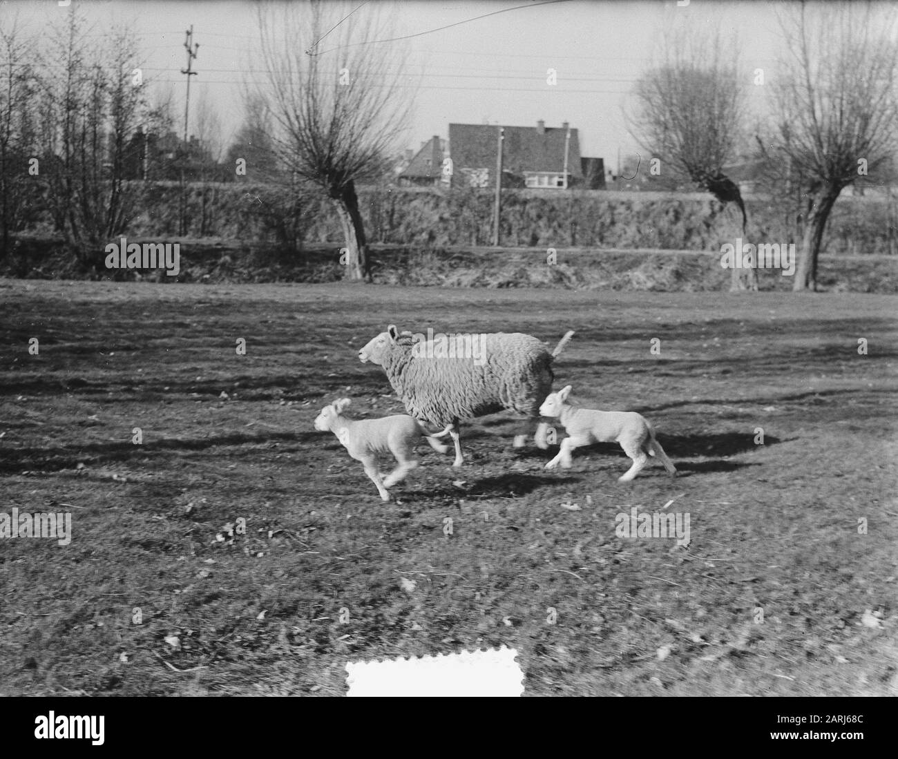 Pecora primaverile con agnelli Data: 15 marzo 1952 Parole Chiave: Agnelli, PECORE, Primavera Foto Stock
