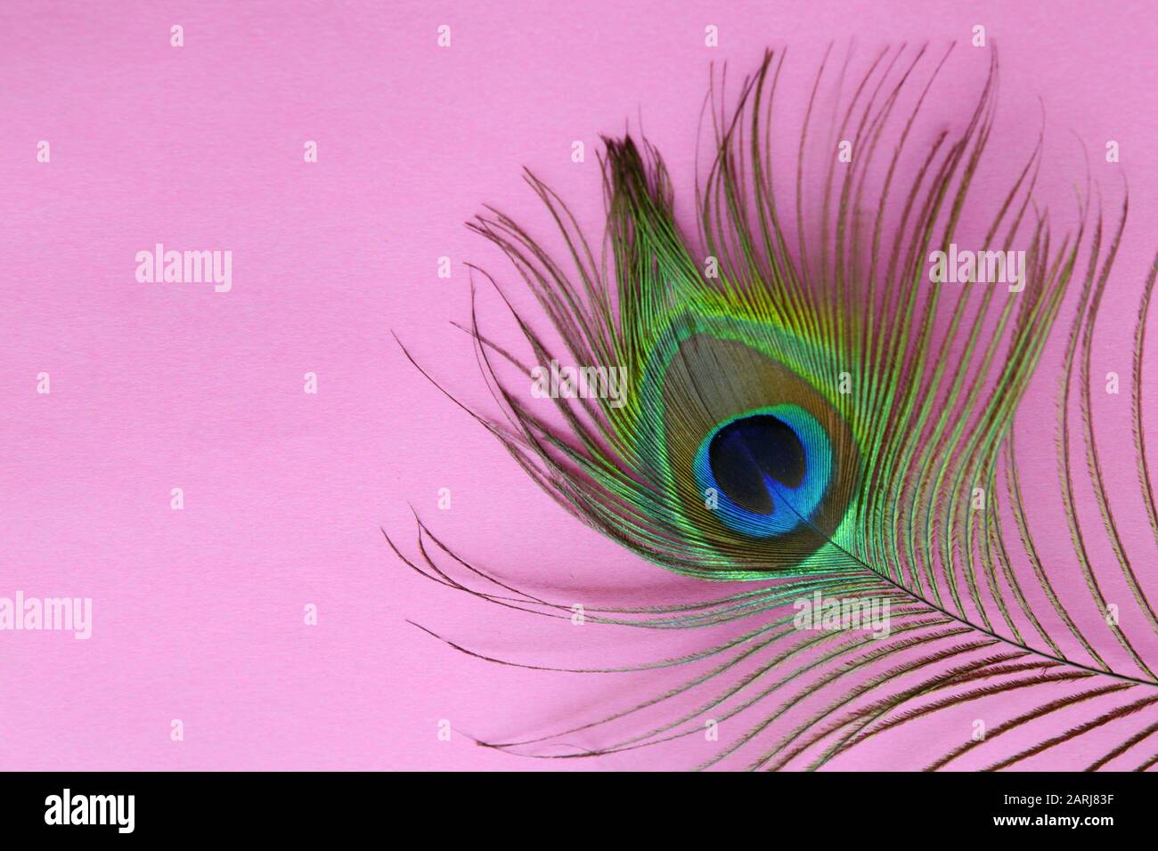 Dettaglio di pavone piuma occhio su uno sfondo rosa. Luxury Abstract Texture per carta da parati Peafowl, colore rosa blu-verde. Uccello maschio Indiano Foto Stock