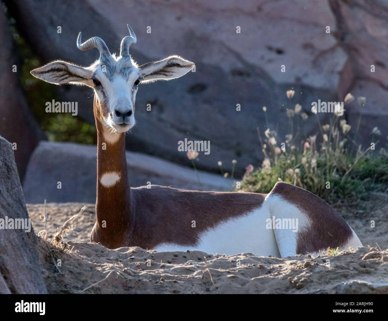 Animale Selvatico Gazelle Araba Nel Deserto Foto Stock