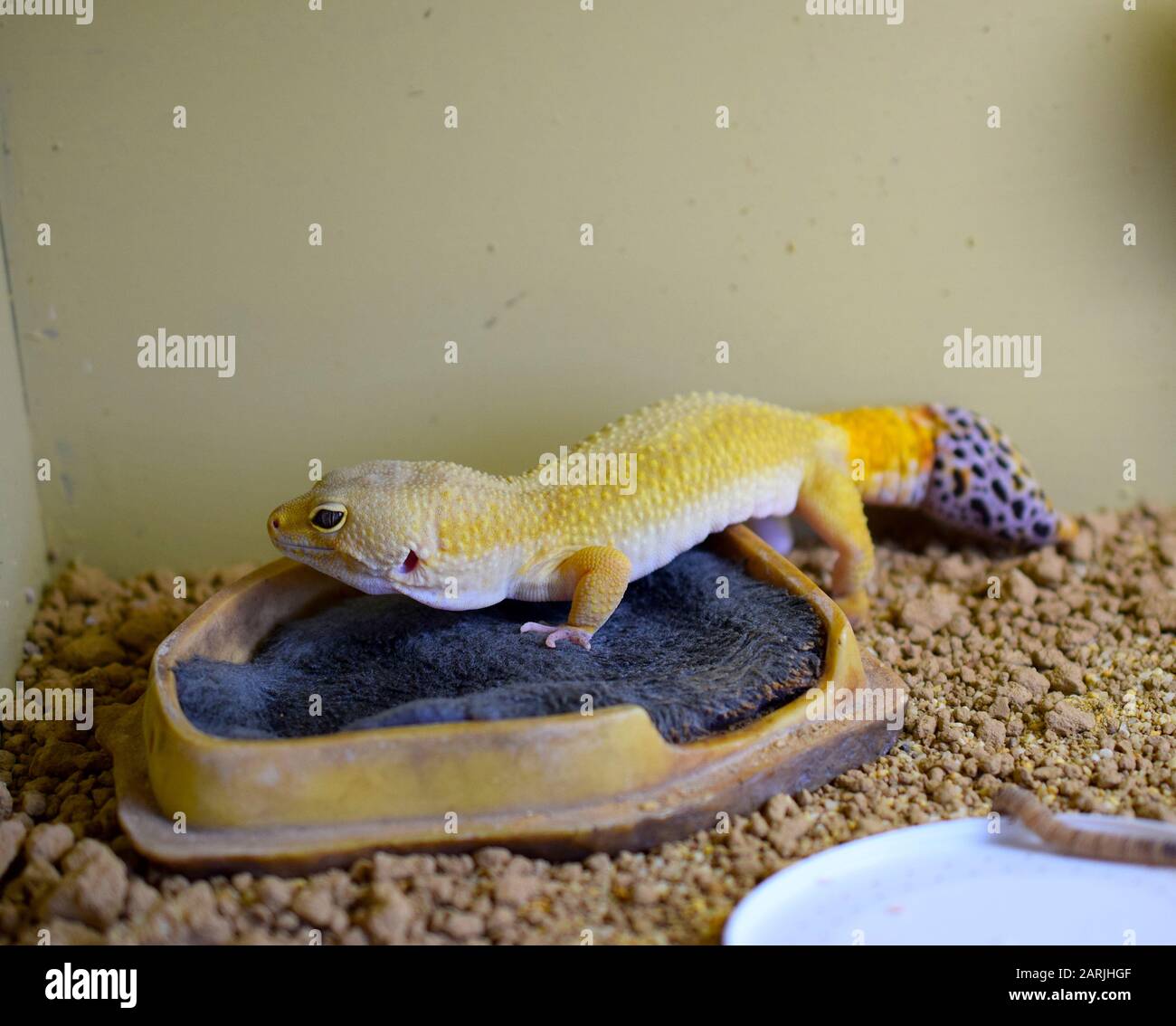 Leopard gecko è pronto a mangiare il verme nel suo recinto, macro. Foto Stock