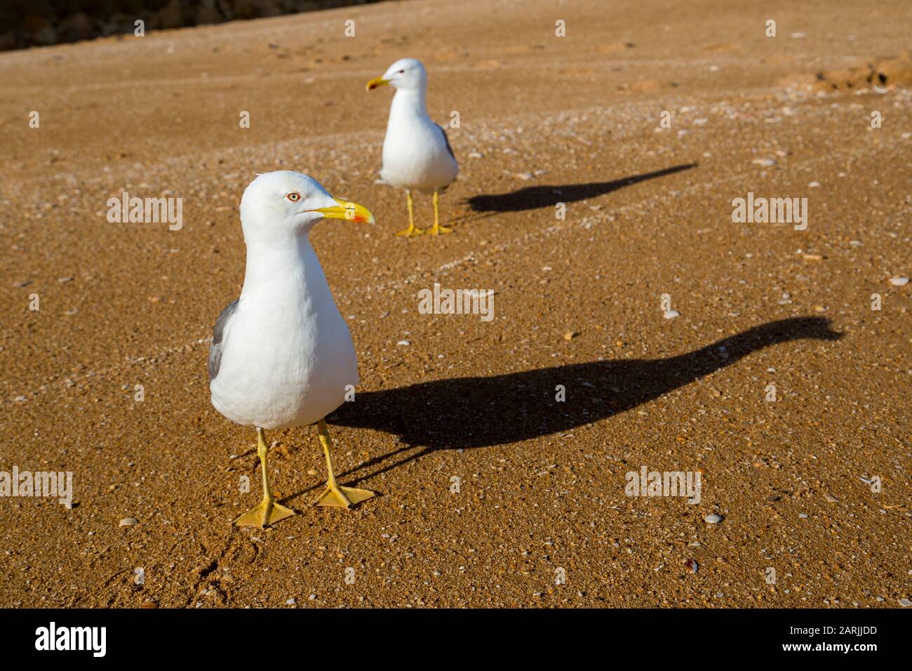 Seagull sulla spiaggia, Nossa Senhora da Rocha, Alporchinhas, Algarve, Portogallo Foto Stock