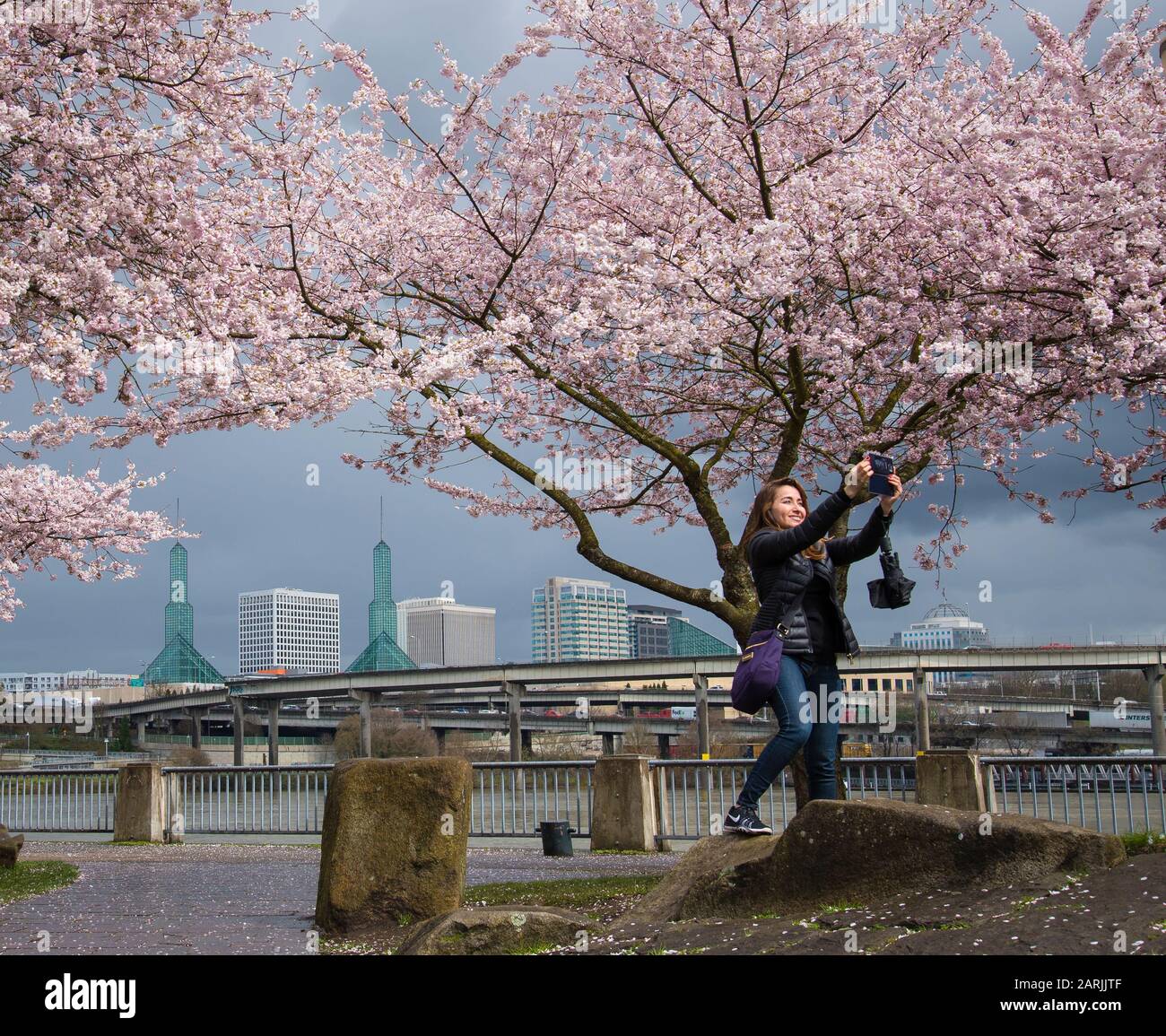 Donna che prende selfie con alberi di ciliegio che fioriscono in Waterfront Park, Portland, Oregon. Foto Stock