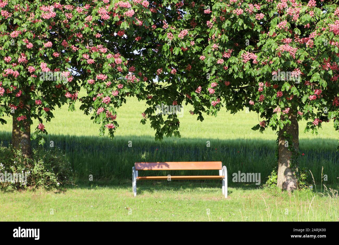 Panca tra due alberi di fronte al prato verde Foto Stock