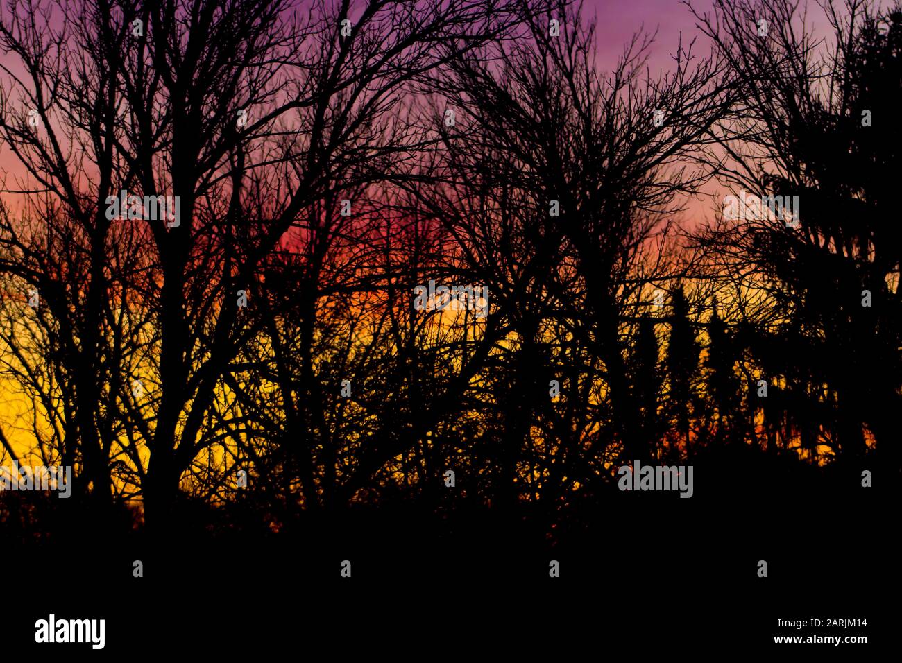 Silhouette di struttura ad albero al tramonto Foto Stock