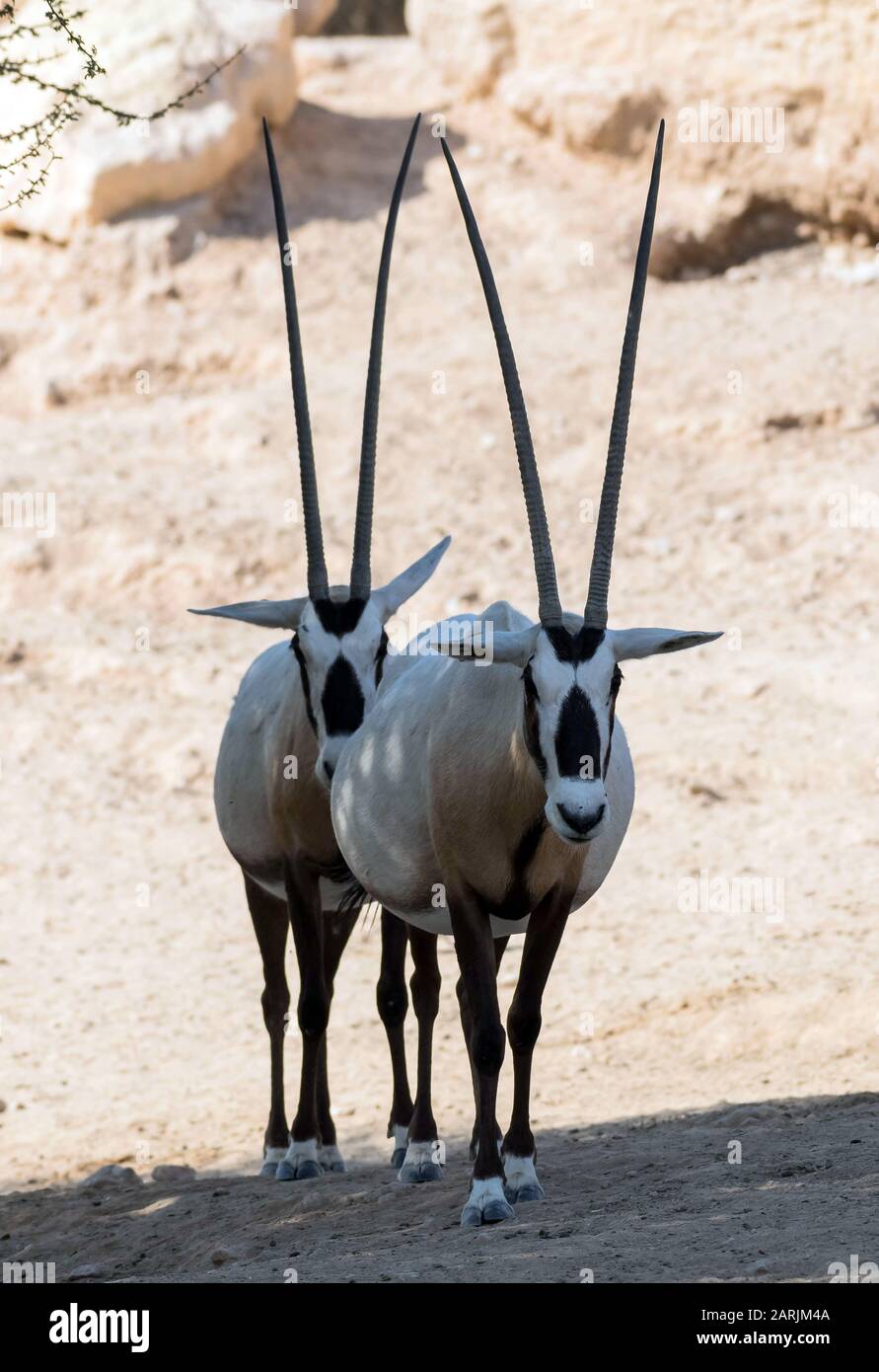 Animale Selvatico Oryx Arabo O Oryx Bianco Nel Parco Safari Zoo Di Al Ain Foto Stock