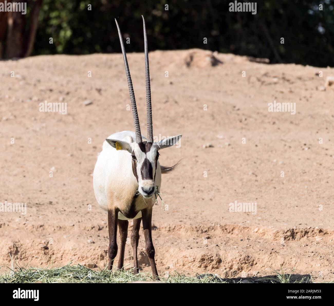 Animale Selvatico Oryx Arabo O Oryx Bianco Nel Parco Safari Zoo Di Al Ain Foto Stock