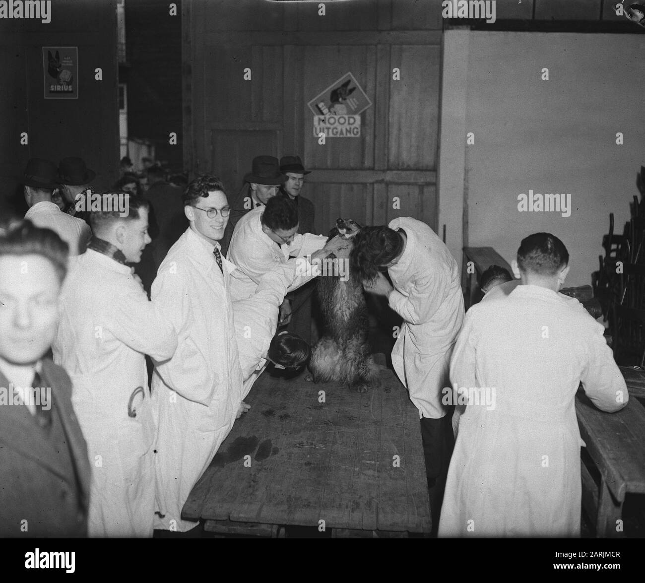 Dog show in the RAI in Amsterdam Inspection of dogs Date: 22 March 1947 Location: Amsterdam, Noord-Holland Keywords: Dogs, Inspection Institution name: Rai Foto Stock
