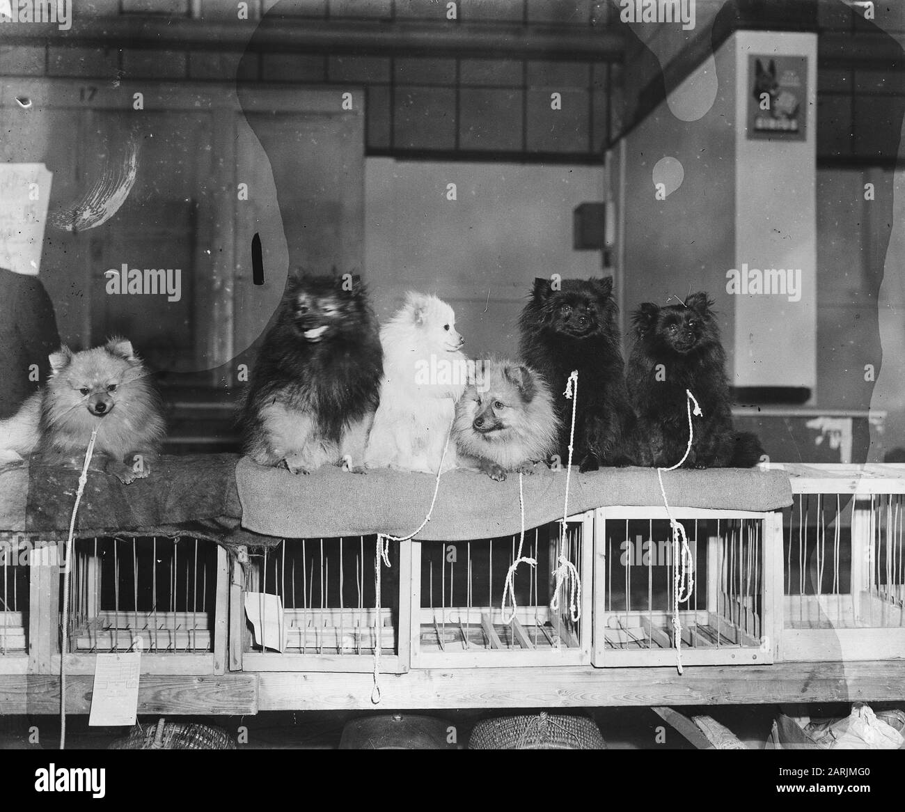 Dog mostra Data: 13 aprile 1947 Parole Chiave: Mostra cane Foto Stock