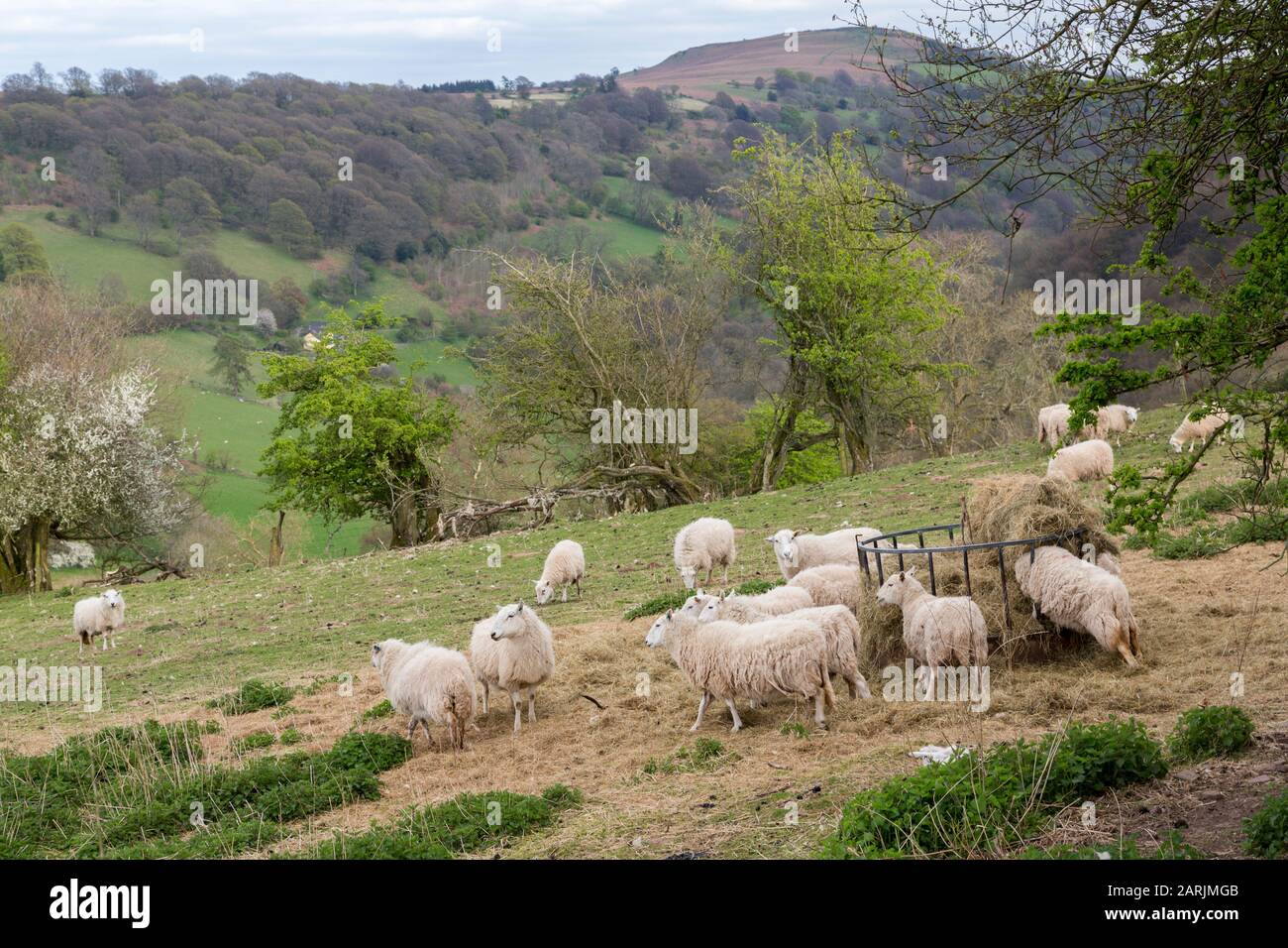 Pecore nutrite di fieno, Crug Mawr, Galles del Sud, Regno Unito Foto Stock