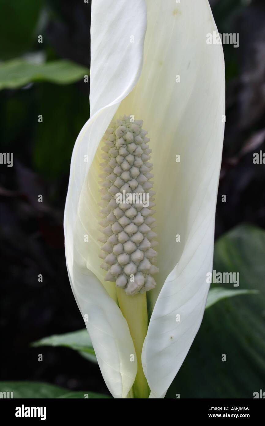 Spathiphylllum è un genere di circa 40 specie di piante monocotiledone in fiore della famiglia Araceae, originaria delle regioni tropicali delle Americhe. Foto Stock