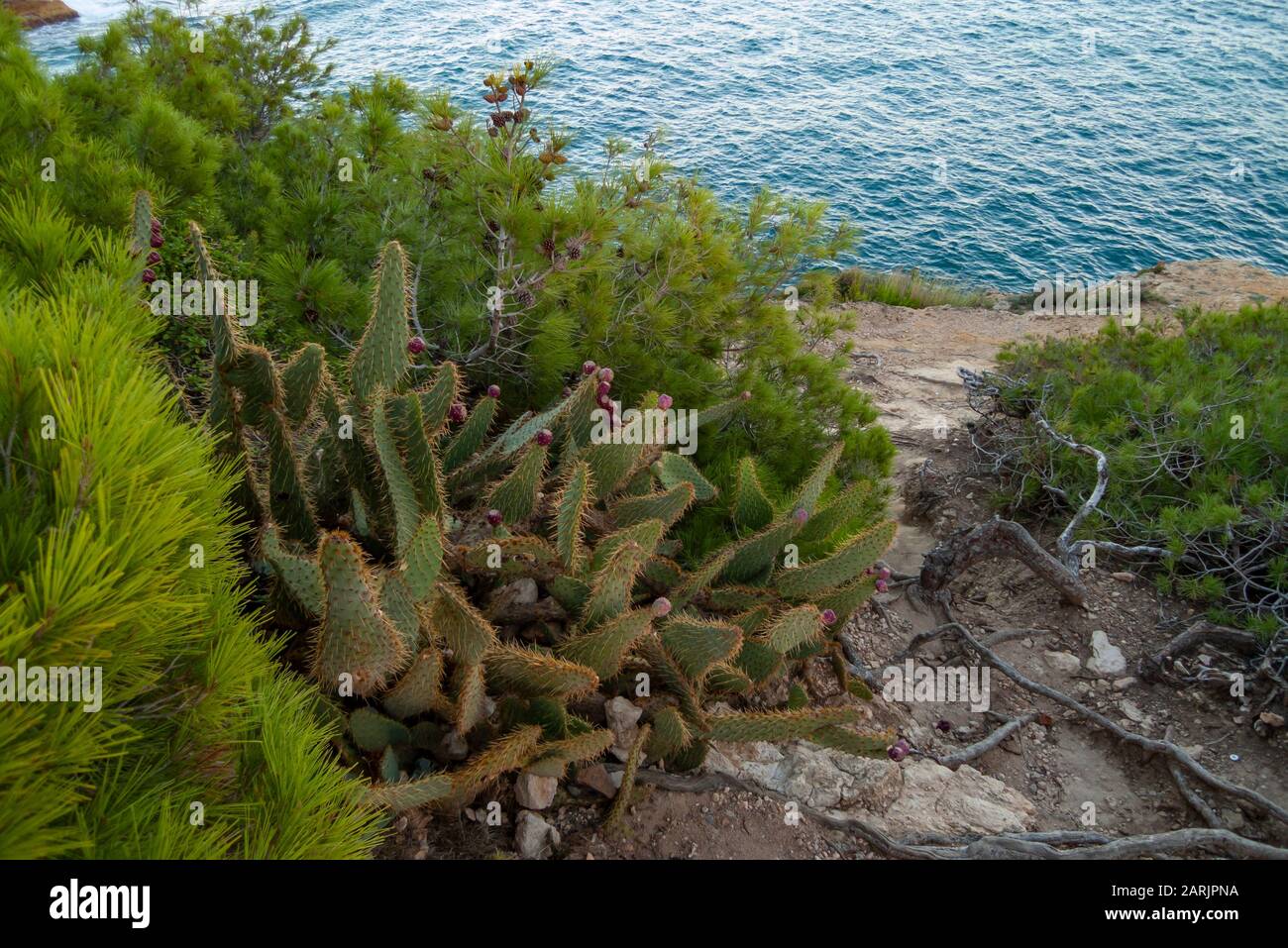 Succulents, yucca e cactus che crescono dal mare. Queste piante sono tipiche dell'arido clima mediterraneo in Spagna. Foto Stock