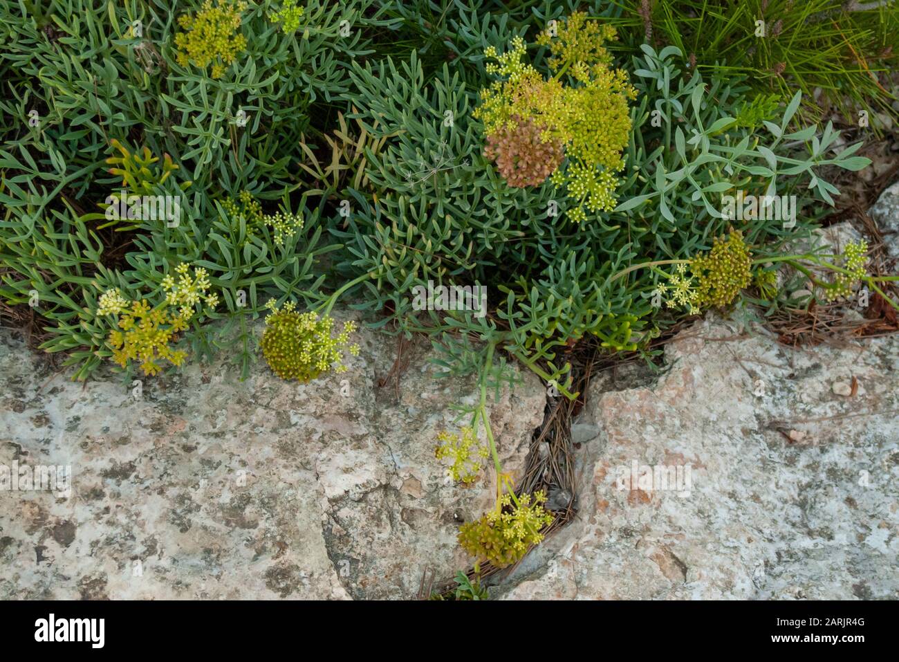 Succulents, yucca e cactus che crescono dal mare. Queste piante sono tipiche dell'arido clima mediterraneo in Spagna. Foto Stock