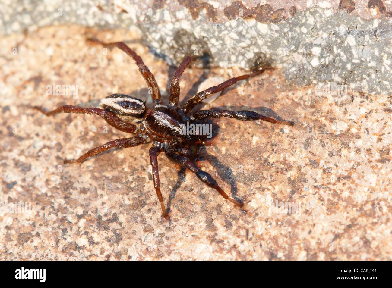 Ragno lupo alopecosa taeniata Foto Stock