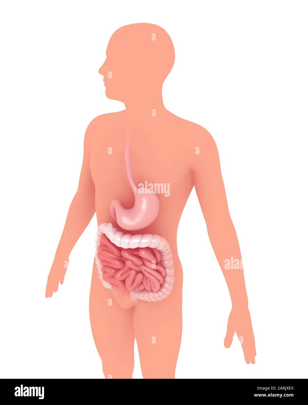 3d illustrazione dell'interno anatomico dell'apparato digerente, dello stomaco e dell'intestino. Sulla silhouette di una persona che si alza graficamente. Foto Stock