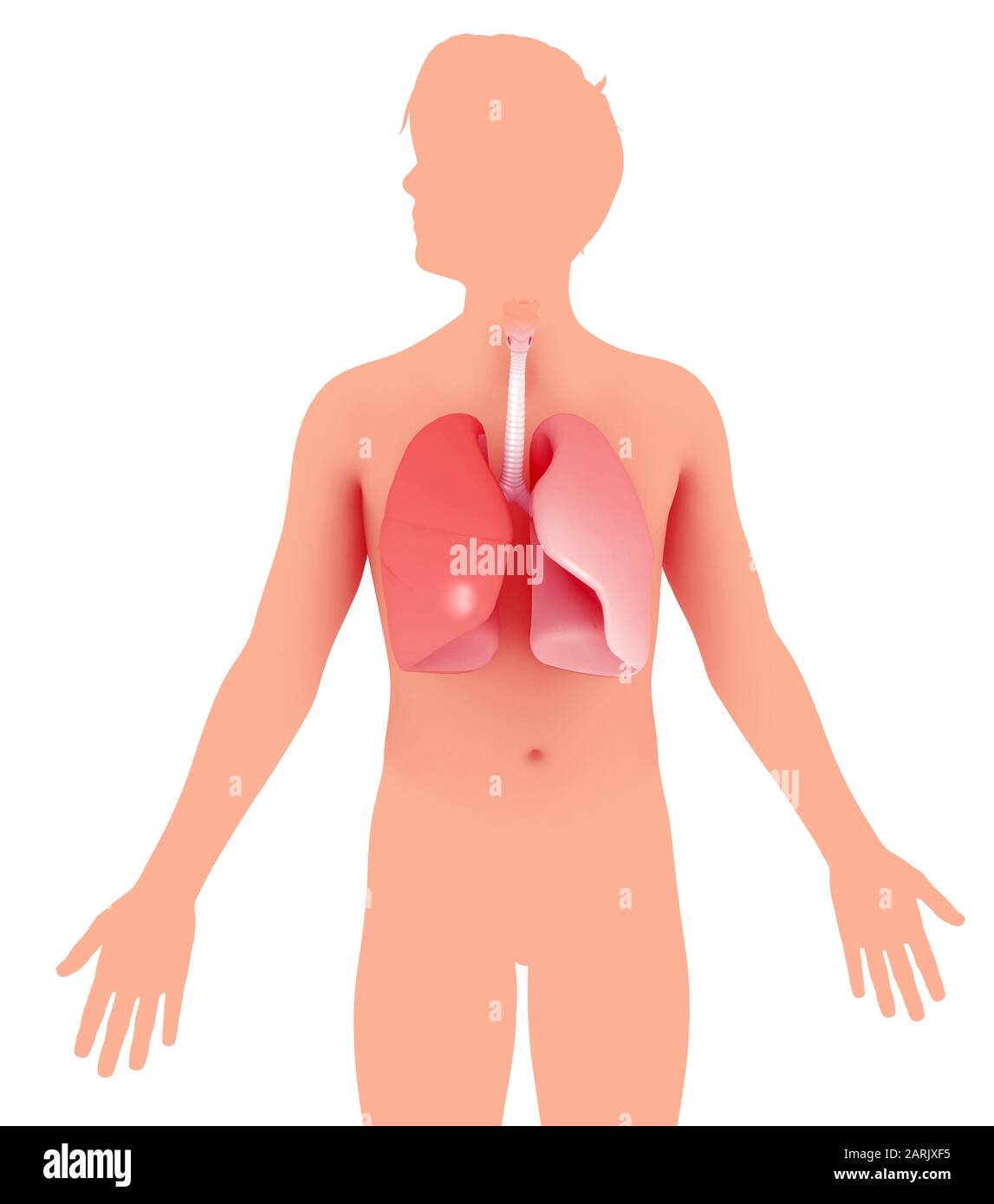 3d e illustrazione della linea dell'anatomia dei polmoni umani. Sfoggia la silhouette piatta di un uomo, con uno stile grafico misto. Foto Stock