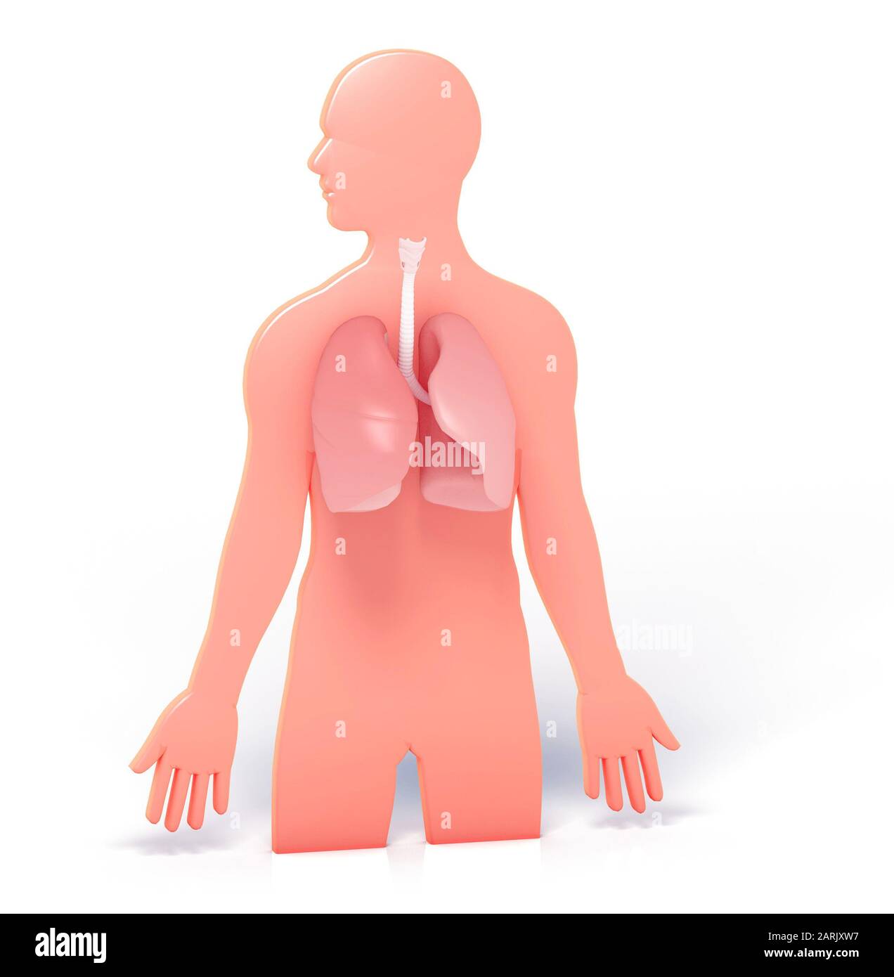 3d illustrazione della silhouette di un uomo, che mostra i polmoni e i bronchi che si distinguono. Rappresentazione grafica dell'anatomia interna. Foto Stock