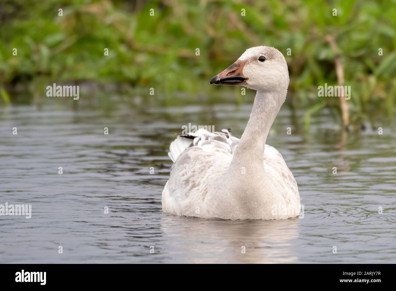 Snow goose mostra fino nella Florida Centrale Foto Stock