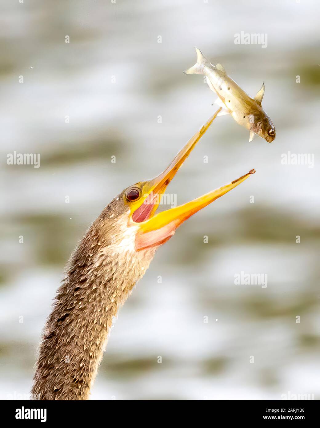 Anhinga tosando un pesce e mangiandolo Foto Stock