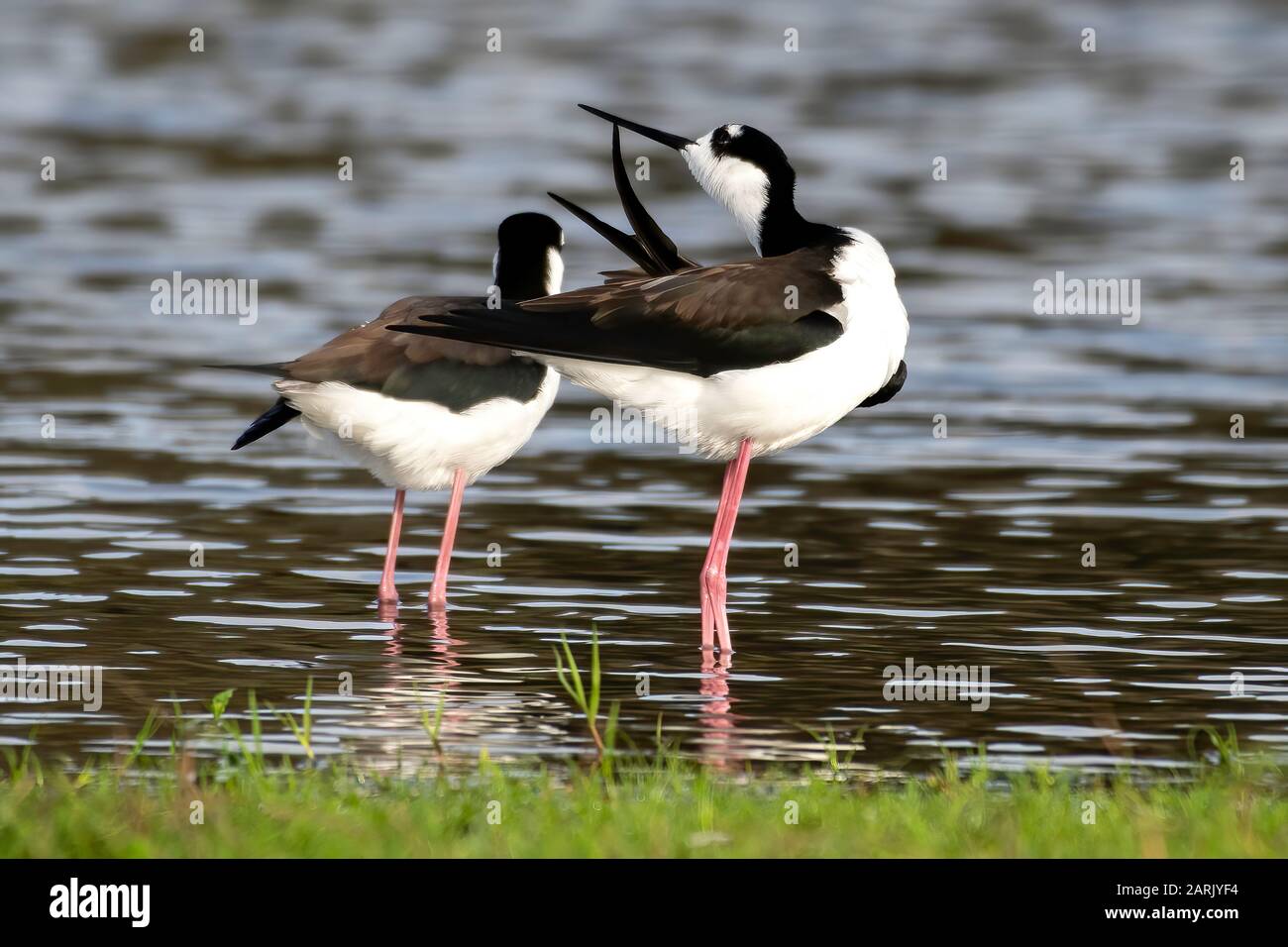 Palafitte a collo nero preen sulla riva Foto Stock